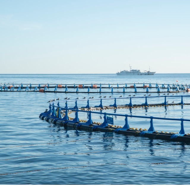 aquafeed farming